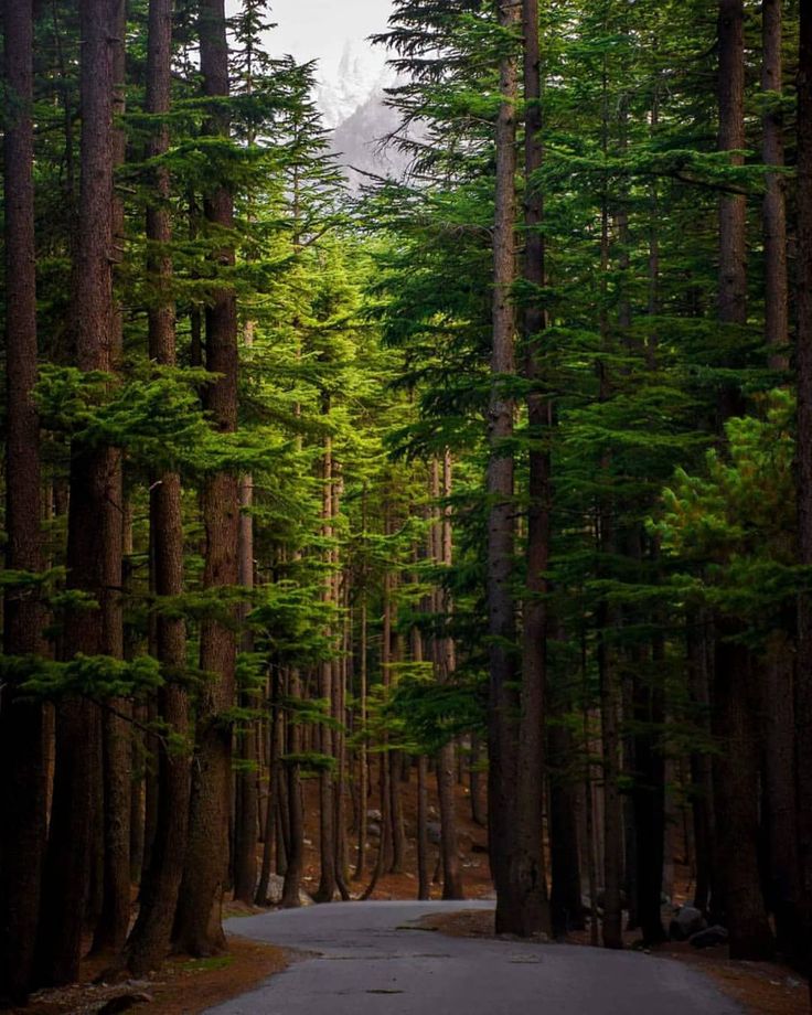 Swat Valley Spring Break – 4 Days Scenic Adventure - Image 1